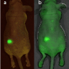 FOBI - Fluorescence In Vivo Imaging System - Image 4