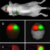 FOBI - Fluorescence In Vivo Imaging System - Image 2