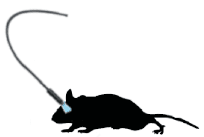 In-vivo Optical Recording